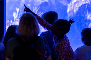 Enfant dans l'Aquarium